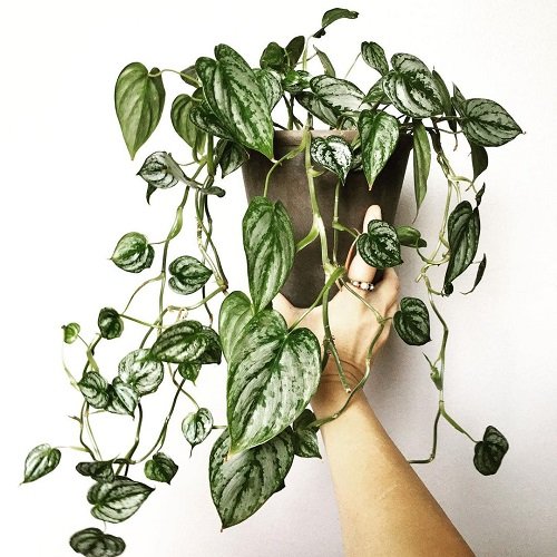 The Best Way to Care for Philodendron Brandtianum (Philodendron Brandi) –  Garden Betty