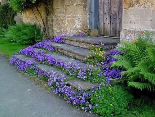 Plants on Steps and Staircase 13