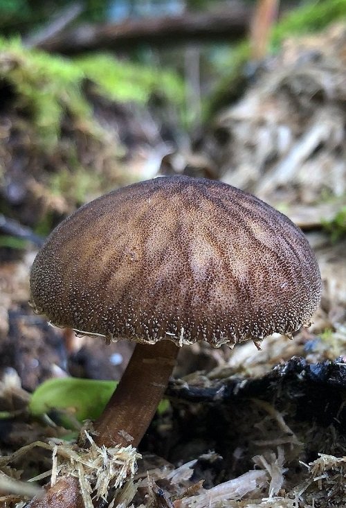 Common Mushroom Names 30