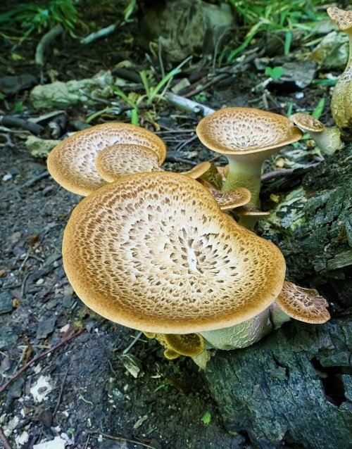 Common Mushroom Names 10