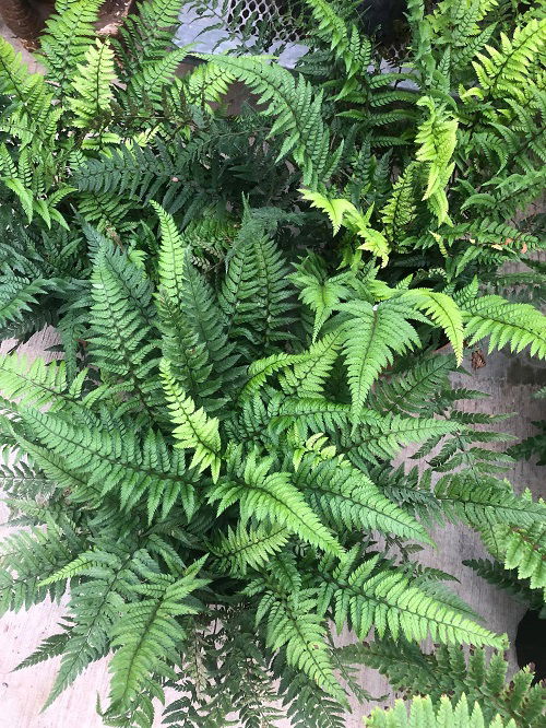 Unique Beautiful Perennial Ferns