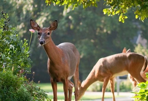 Protecting Camellias from Deer