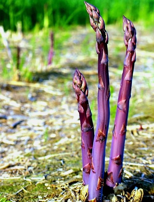 Purple Asparagus With Purple Flowers 8