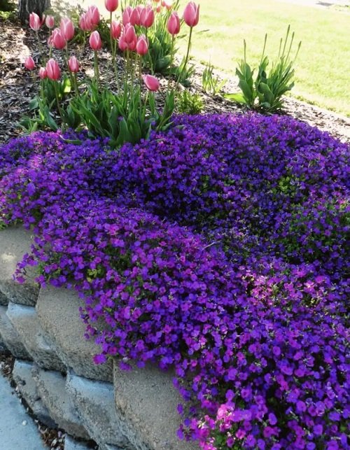beautiful Fast Growing Ground Cover Plants