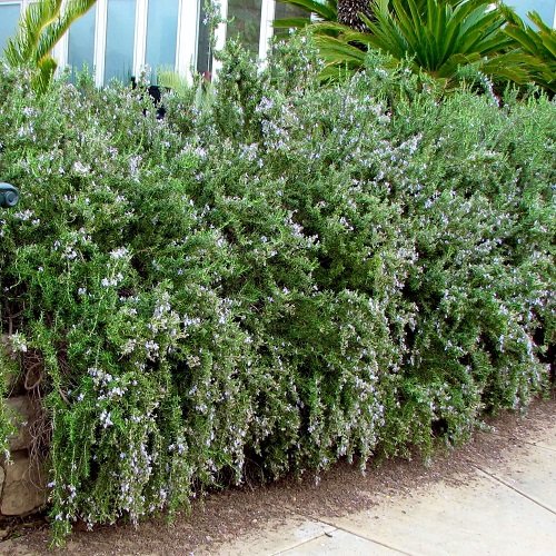 Creeping Rosemary Varieties 5