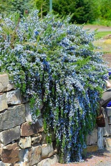 8 Best Creeping Rosemary Varieties