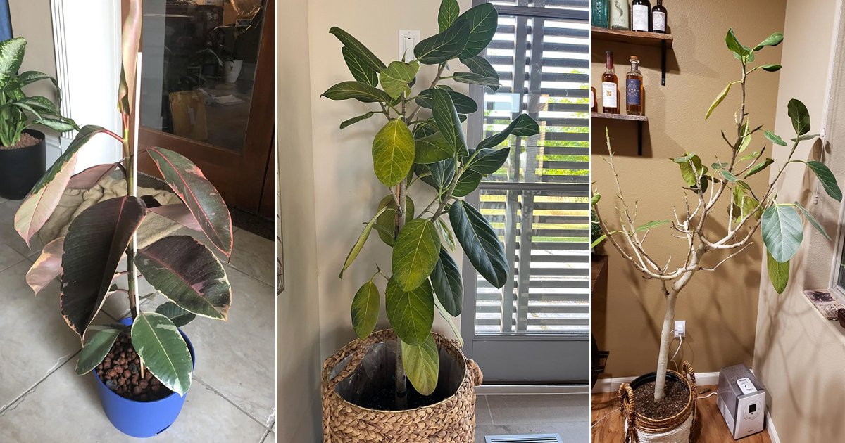 Rubber Plant Leaves Curling and Falling Off? 9 Reasons Solutions