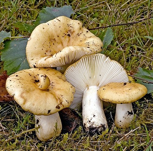 Common Mushroom Names 19