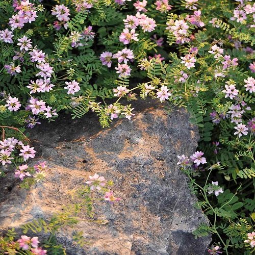 best Gorgeous Ground Cover Plants with Quick Growth