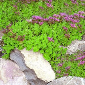 24 Beautiful Fast Growing Ground Cover Plants