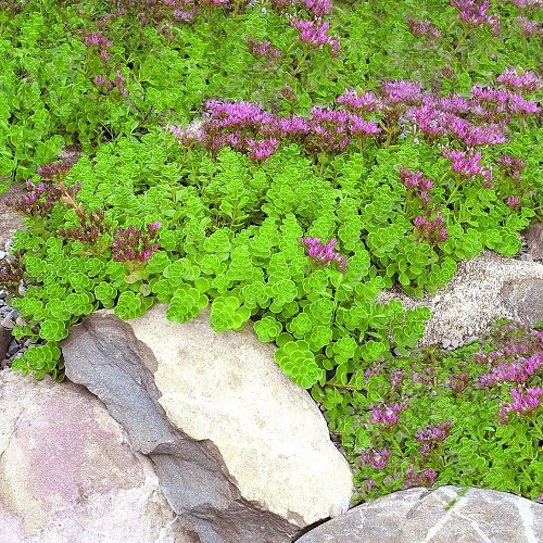  Growing Ground Cover Plants