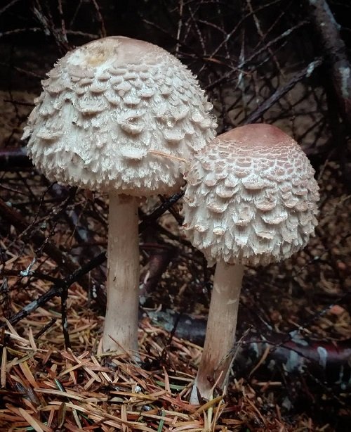 Common Mushroom Names 24