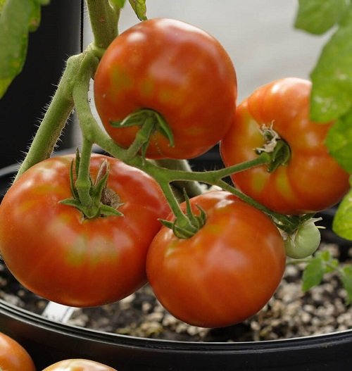 Seedless Tomato Varieties 3