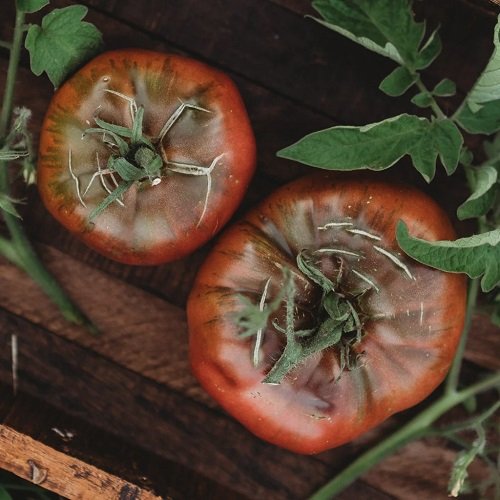 Tomatoes for Sauce 9