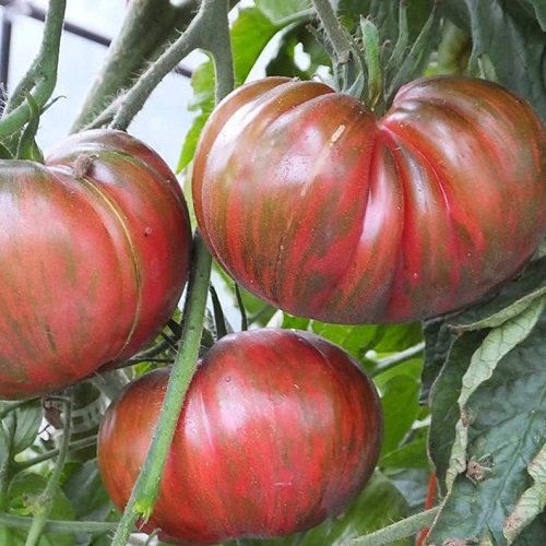 Tomatoes for Sauce 17