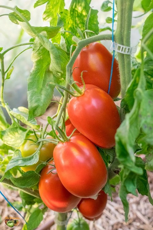 Tomatoes for Sauce 19