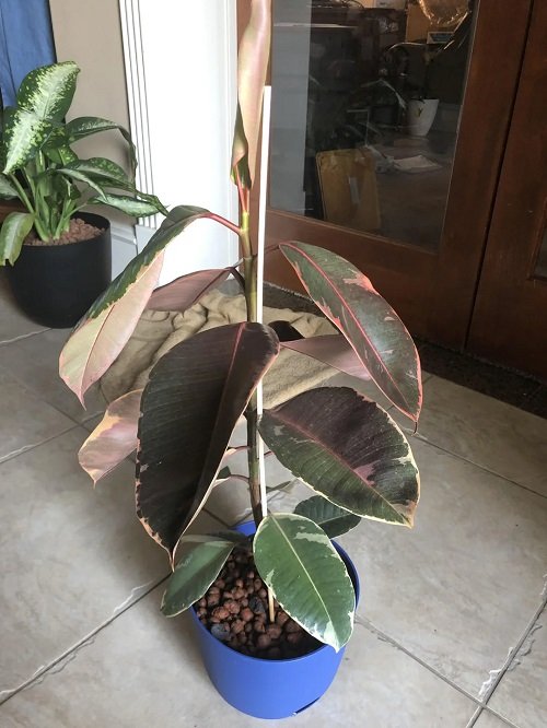 Rubber Plant Leaves Curling and Falling Off 5