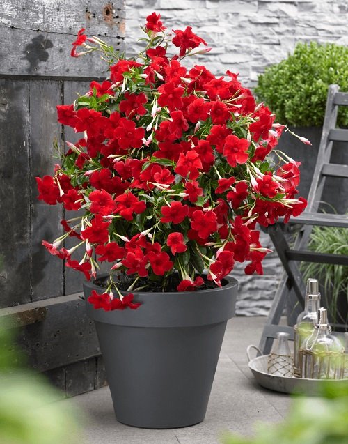 Red Outdoor Plants 7