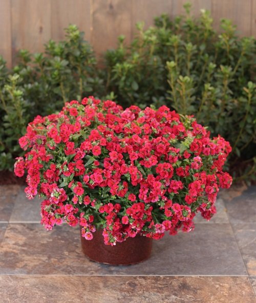 Red Outdoor Plants 11