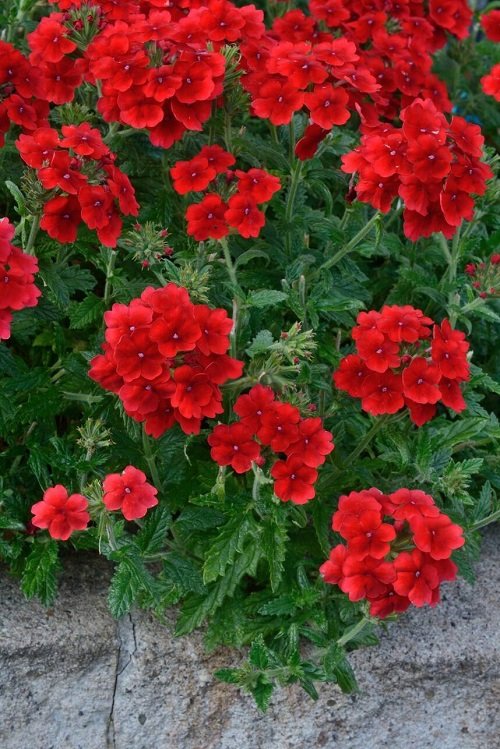 Red Outdoor Plants 13