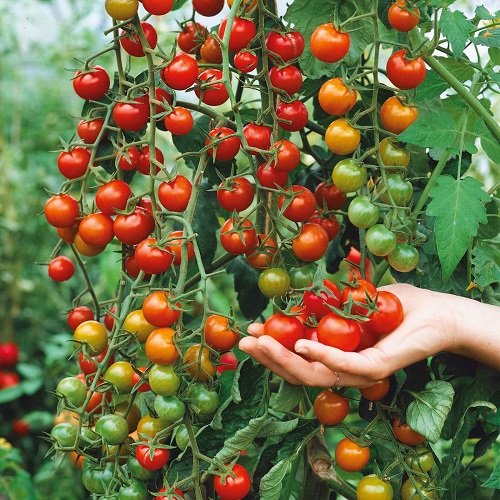 Seedless Tomato Varieties 9