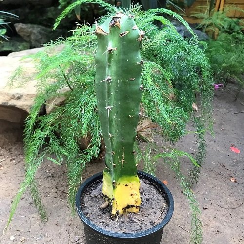 cactus turning yellow by Temperature Fluctuation
