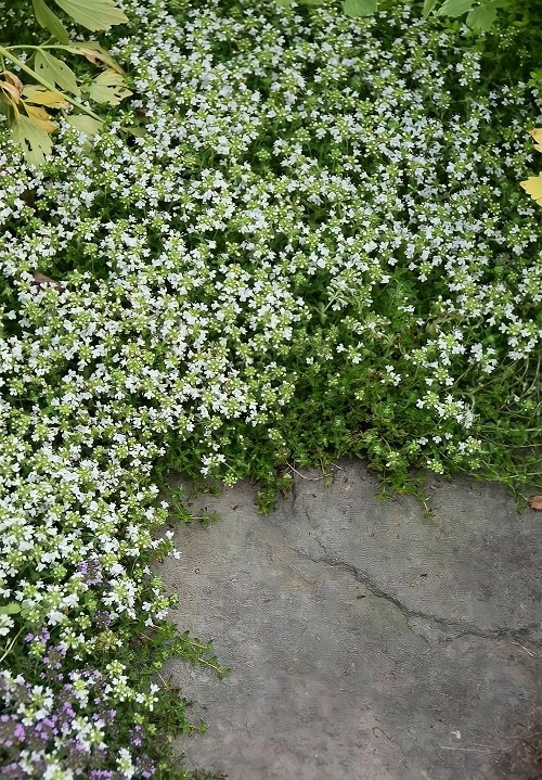 Ground Covers with White Flowers 9