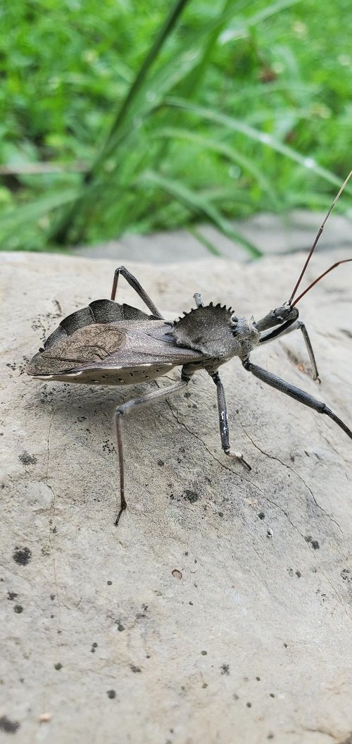 What is a Wheel Bug 1