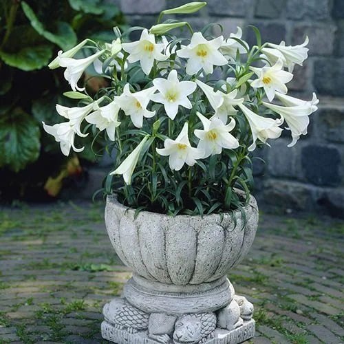 Stunning White Flowers with Yellow Center in beautiful pot