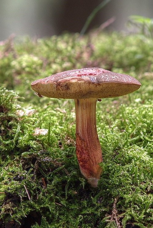 Common Mushroom Names 22