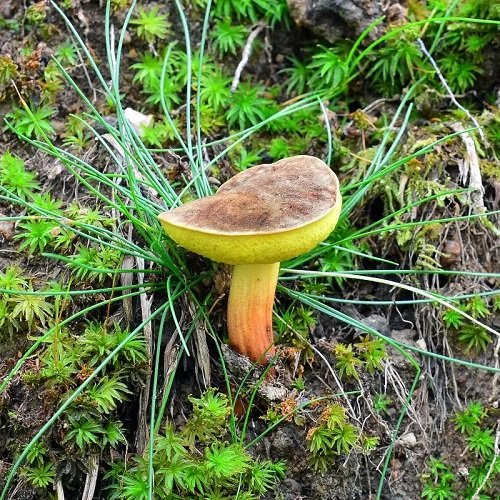Common Mushroom Names 16