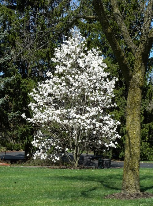 Magnolia Alba 3
