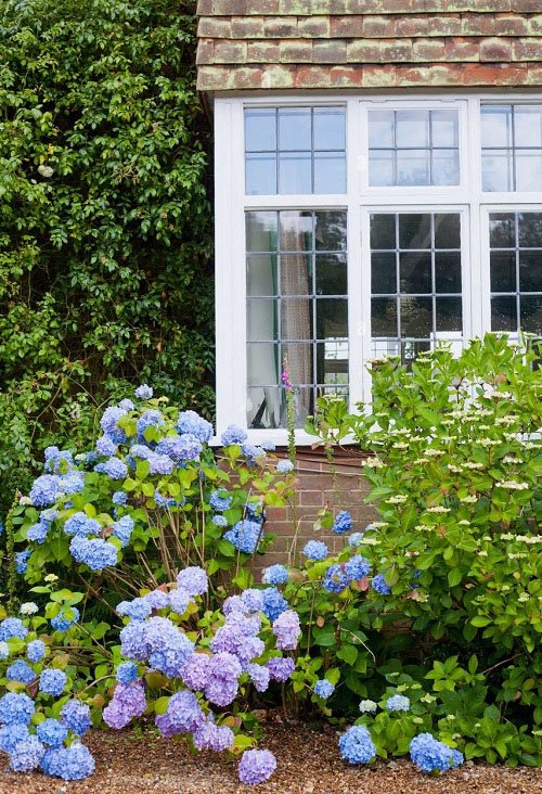 What Side of the House Do You Plant Hydrangeas
