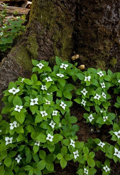 best Quick-Growing Ground Cover Plants 