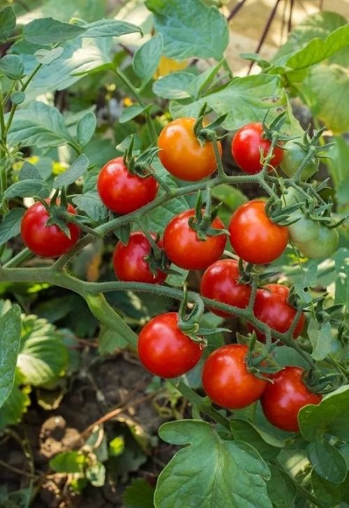 Seedless Tomato Varieties 1