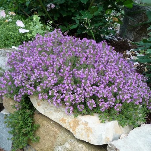 Quick-Growing Ground Cover Plants 