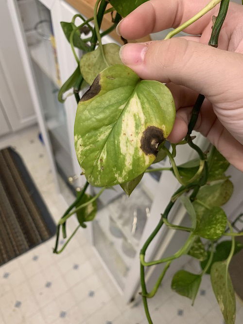 Signs of Cold Damage in a Pothos Plant