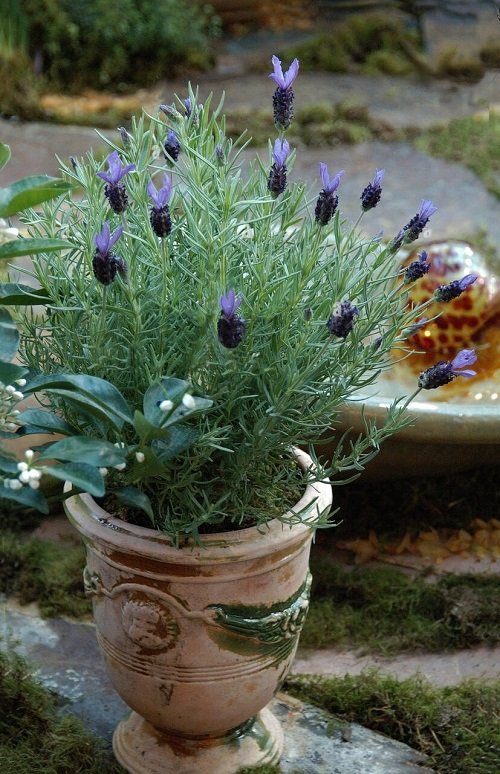 Everything About Growing French Lavender 1