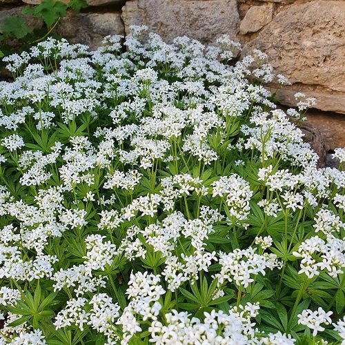Ground Covers with White Flowers 11
