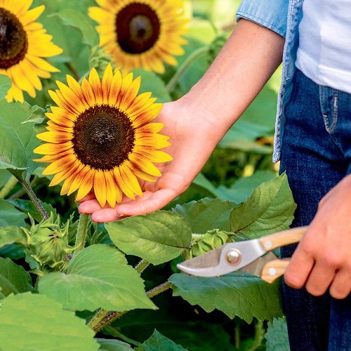 How to Deadhead Sunflowers
