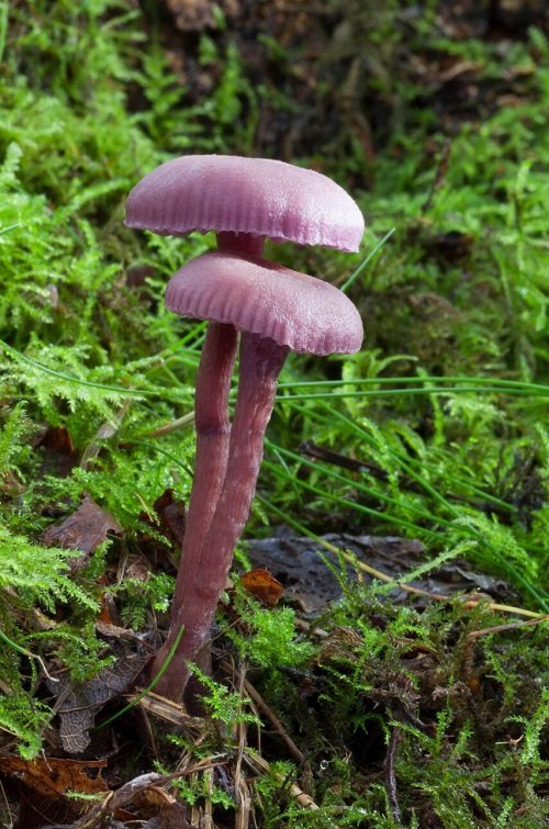 Common Mushroom Names 1