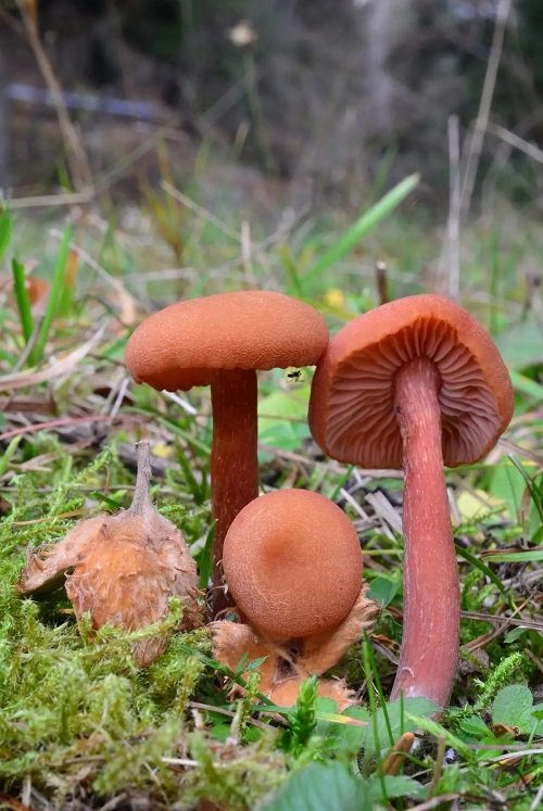 Common Mushroom Names 9