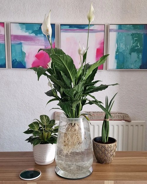 Growing Peace Lily in Water 1