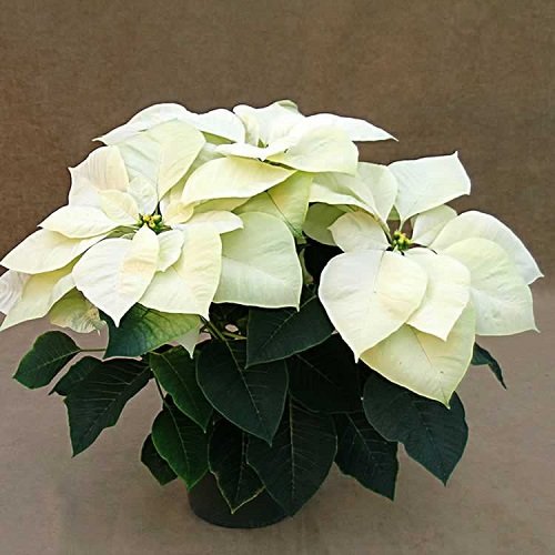 White Poinsettia Varieties 7
