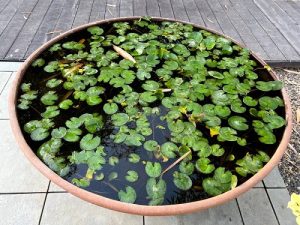 15 Plants that Look Like Lily Pads | Balcony Garden Web