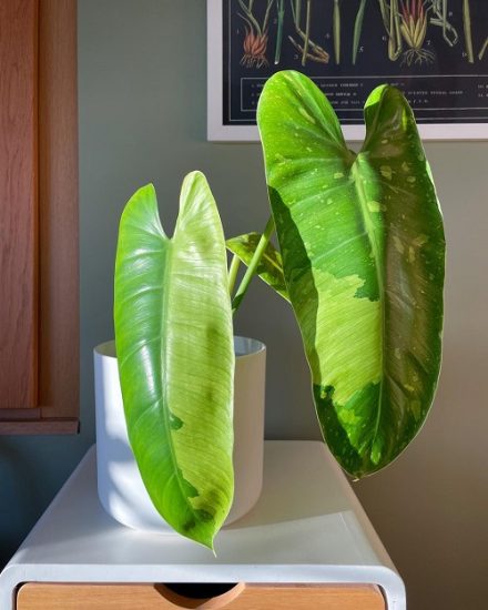 Philodendron Jose Buono Care and Growing Guide