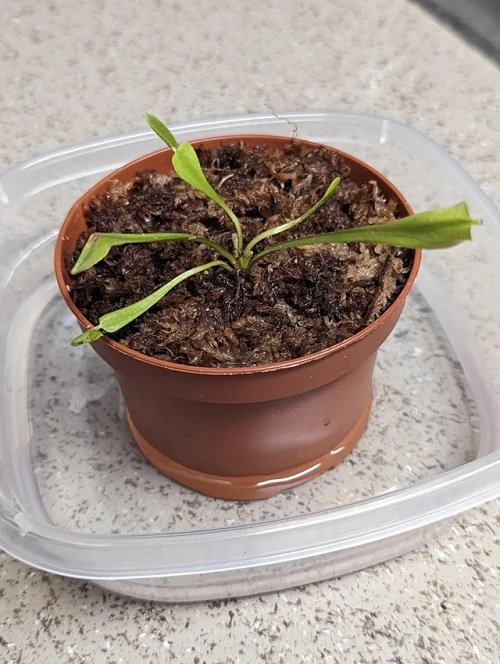 How to Grow Orchids from Seeds 2