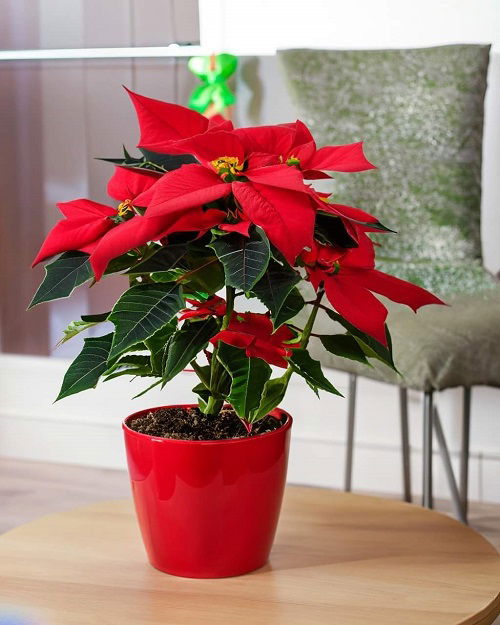 How Often To Water Poinsettias? Find Out! | Balcony Garden Web