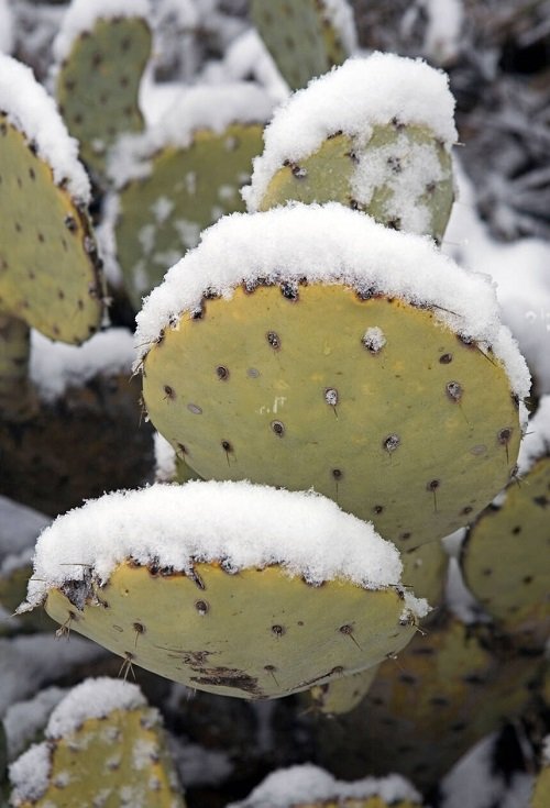 Frost Damaged cactus turning yellow 