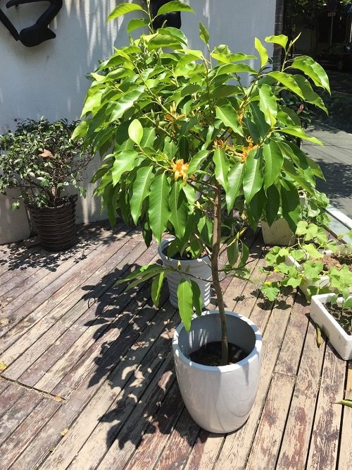 Magnolia Alba 2